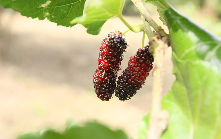 女人吃桑葚的禁忌 4類人群不宜吃桑葚 女人吃桑葚的禁忌 4類人群不宜吃桑葚