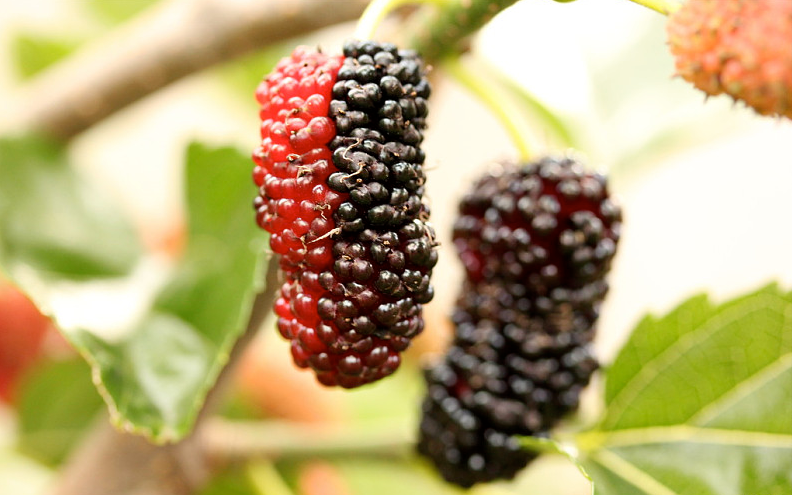 黑桑葚干治療白發(fā)嗎 黑桑葚干的功效與作用 黑桑葚干治療白發(fā)嗎 黑桑葚干的功效與作用