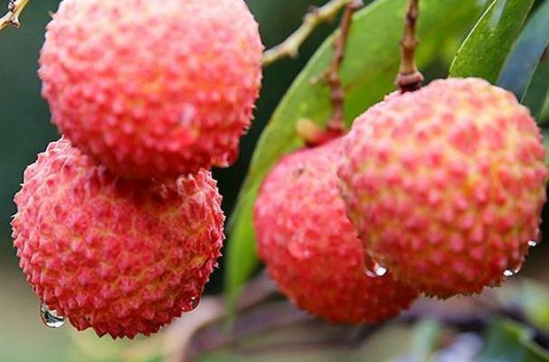 荔枝要用鹽水泡嗎 吃荔枝為什么要用鹽水泡 荔枝要用鹽水泡嗎 吃荔枝為什么要用鹽水泡