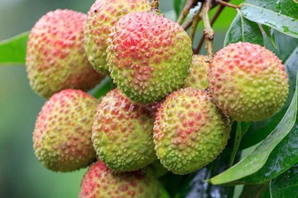 荔枝要用鹽水泡嗎 吃荔枝為什么要用鹽水泡 荔枝要用鹽水泡嗎 吃荔枝為什么要用鹽水泡