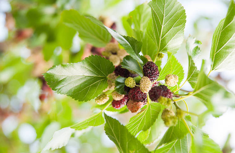 桑葚子有什么營(yíng)養(yǎng)價(jià)值 桑葚子怎么清洗才干凈 桑葚子有什么營(yíng)養(yǎng)價(jià)值 桑葚子怎么清洗才干凈