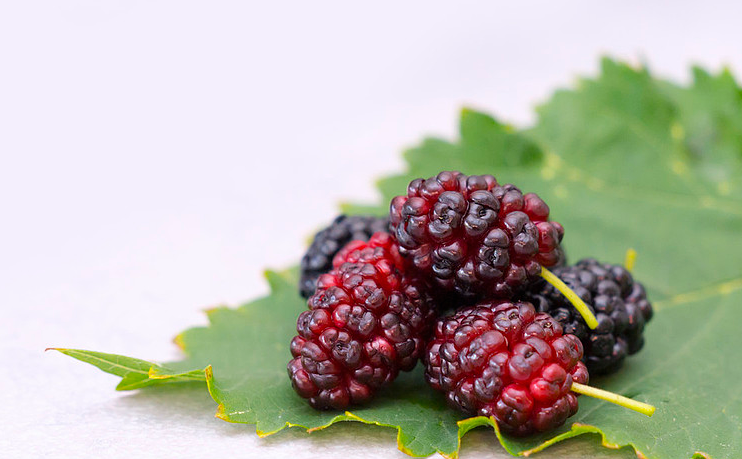 桑葚子有什么營(yíng)養(yǎng)價(jià)值 桑葚子怎么清洗才干凈 桑葚子有什么營(yíng)養(yǎng)價(jià)值 桑葚子怎么清洗才干凈