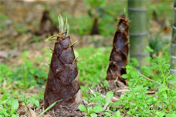 宿舍水泥地裂縫長4米高竹筍 竹筍生長環(huán)境 宿舍水泥地裂縫長4米高竹筍 竹筍生長環(huán)境