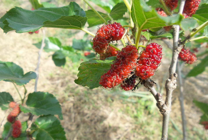 女人吃桑葚的禁忌 4類人群不宜吃桑葚 女人吃桑葚的禁忌 4類人群不宜吃桑葚