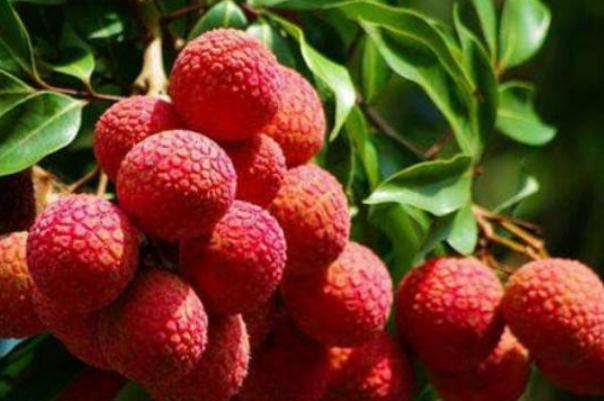 荔枝可以冷凍保存嗎 荔枝冷凍一年還可以吃嗎 荔枝可以冷凍保存嗎 荔枝冷凍一年還可以吃嗎