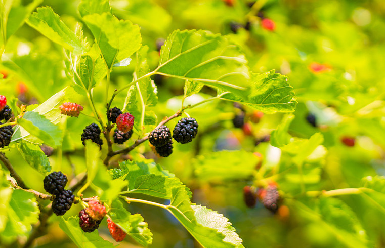 黑桑葚干一天吃多少最好 黑桑葚干的最佳吃法 黑桑葚干一天吃多少最好 黑桑葚干的最佳吃法