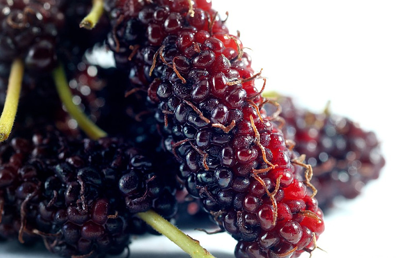 桑葚子有什么作用和功效 桑葚子泡水喝起什么作用 桑葚子有什么作用和功效 桑葚子泡水喝起什么作用