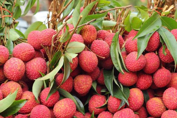 荔枝是熱帶水果嗎 荔枝是發(fā)物水果嗎 荔枝是熱帶水果嗎 荔枝是發(fā)物水果嗎