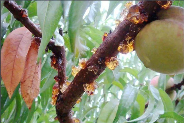 桃膠與阿膠的區(qū)別 桃膠和阿膠哪個好 桃膠與阿膠的區(qū)別 桃膠和阿膠哪個好