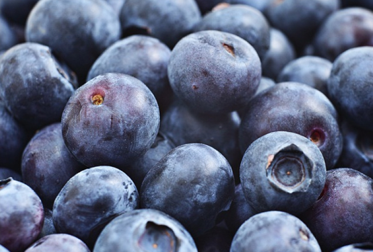 越橘的功效與作用 越橘的食用方式和注意事項 越橘的功效與作用 越橘的食用方式和注意事項