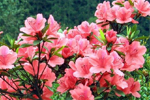 五一全國賞花地圖 五一去哪賞花好 五一全國賞花地圖 五一去哪賞花好