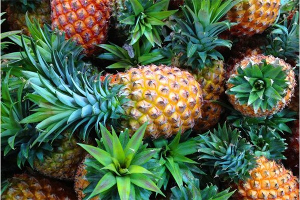 鳳梨和菠蘿有什么區(qū)別 鳳梨和菠蘿哪個好吃 鳳梨和菠蘿有什么區(qū)別 鳳梨和菠蘿哪個好吃