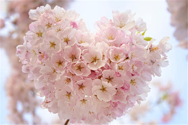 五一全國賞花地圖 五一去哪賞花好 五一全國賞花地圖 五一去哪賞花好