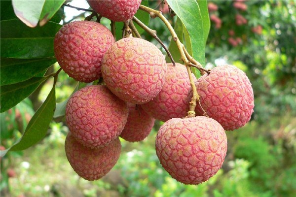 荔枝含酒精嗎 荔枝不適合什么人群吃 荔枝含酒精嗎 荔枝不適合什么人群吃