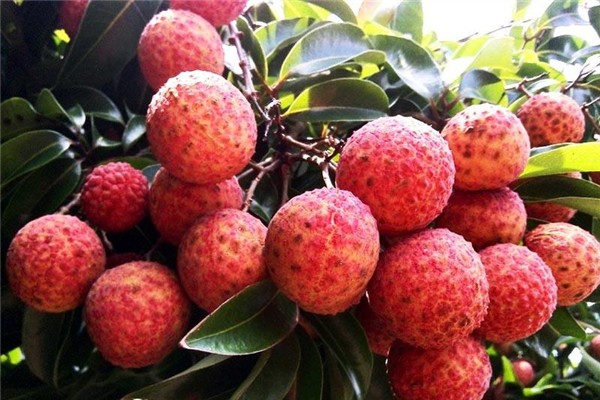 荔枝為什么放冰上 荔枝怎么保鮮時(shí)間長 荔枝為什么放冰上 荔枝怎么保鮮時(shí)間長