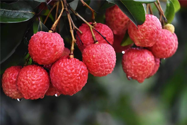 荔枝為什么放冰上 荔枝怎么保鮮時(shí)間長 荔枝為什么放冰上 荔枝怎么保鮮時(shí)間長