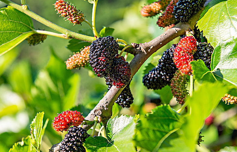 紫桑葚的功效與作用 紫桑葚泡水喝的功效 紫桑葚的功效與作用 紫桑葚泡水喝的功效