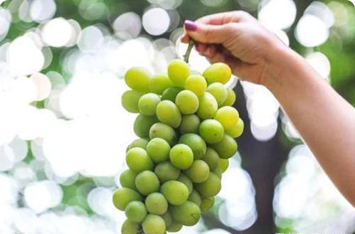 晴王葡萄一斤多少錢 晴王葡萄什么時候應季 晴王葡萄一斤多少錢 晴王葡萄什么時候應季