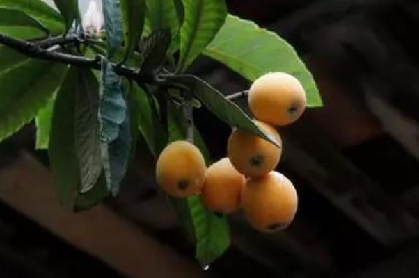 枇杷可以和梨一起煮嗎 枇杷和梨一起煮效果好嗎 枇杷可以和梨一起煮嗎 枇杷和梨一起煮效果好嗎