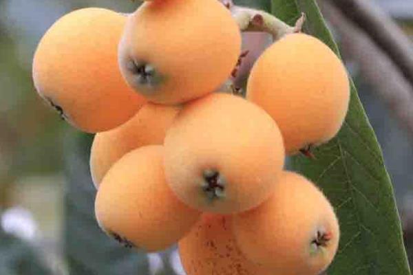 枇杷是寒性還是熱性 枇杷是堿性還是酸性水果 枇杷是寒性還是熱性 枇杷是堿性還是酸性水果