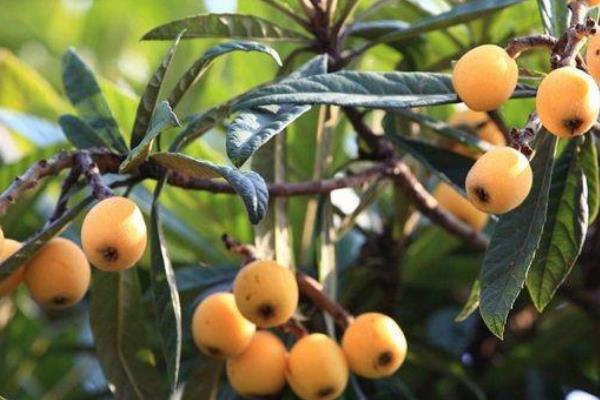 枇杷是幾月份成熟的 枇杷什么時候出現(xiàn)在市面上 枇杷是幾月份成熟的 枇杷什么時候出現(xiàn)在市面上