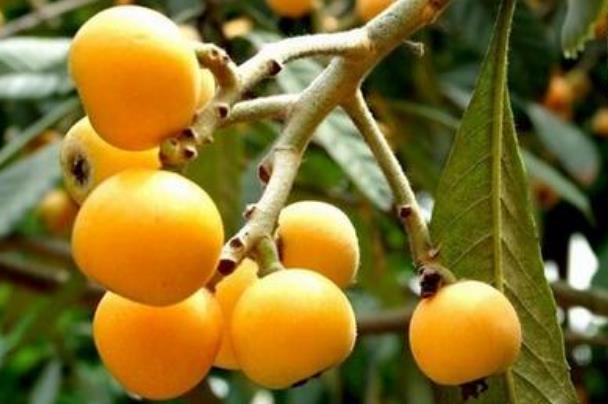 枇杷是幾月份成熟的 枇杷什么時候出現(xiàn)在市面上 枇杷是幾月份成熟的 枇杷什么時候出現(xiàn)在市面上