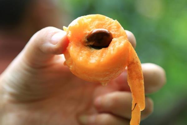 枇杷和什么不能同時食用 枇杷的飲食禁忌 枇杷和什么不能同時食用 枇杷的飲食禁忌