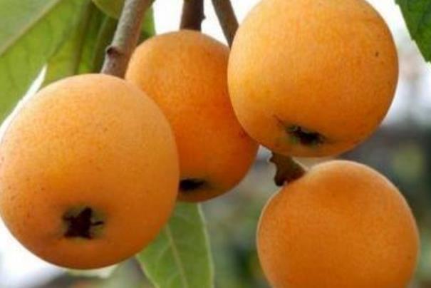 枇杷是幾月份成熟的 枇杷什么時候出現(xiàn)在市面上 枇杷是幾月份成熟的 枇杷什么時候出現(xiàn)在市面上