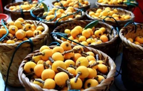 枇杷和什么不能同時食用 枇杷的飲食禁忌 枇杷和什么不能同時食用 枇杷的飲食禁忌