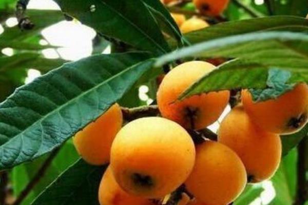 枇杷可以和梨一起煮嗎 枇杷和梨一起煮效果好嗎 枇杷可以和梨一起煮嗎 枇杷和梨一起煮效果好嗎