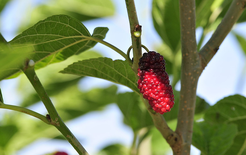 紫桑葚的功效與作用 紫桑葚泡水喝的功效 紫桑葚的功效與作用 紫桑葚泡水喝的功效