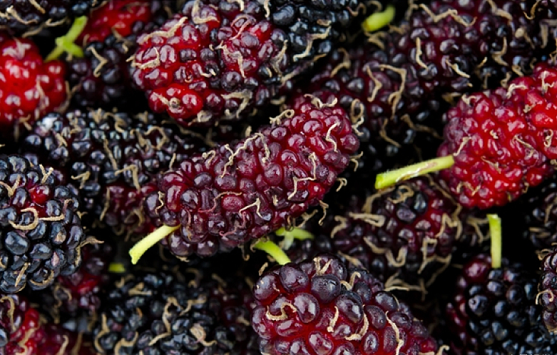 紫桑葚的功效與作用 紫桑葚泡水喝的功效 紫桑葚的功效與作用 紫桑葚泡水喝的功效