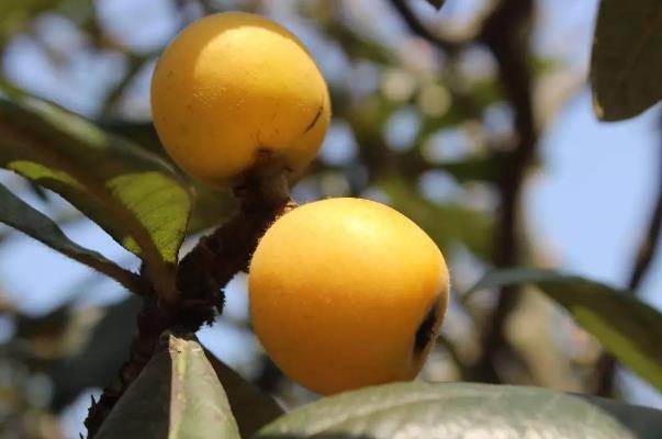 枇杷可以保存多久 吃枇杷的注意事項(xiàng) 枇杷可以保存多久 吃枇杷的注意事項(xiàng)