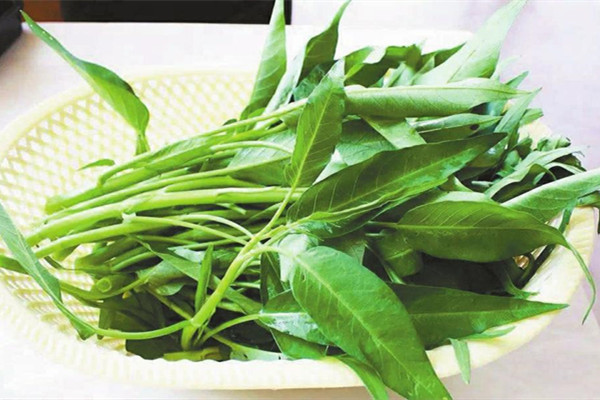 吃空心菜會(huì)腹瀉嗎 空心菜胃不好的可以吃嗎 吃空心菜會(huì)腹瀉嗎 空心菜胃不好的可以吃嗎