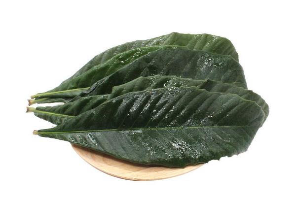 枇杷葉煮水的做法 枇杷葉煮水止咳用老葉還是嫩葉 枇杷葉煮水的做法 枇杷葉煮水止咳用老葉還是嫩葉