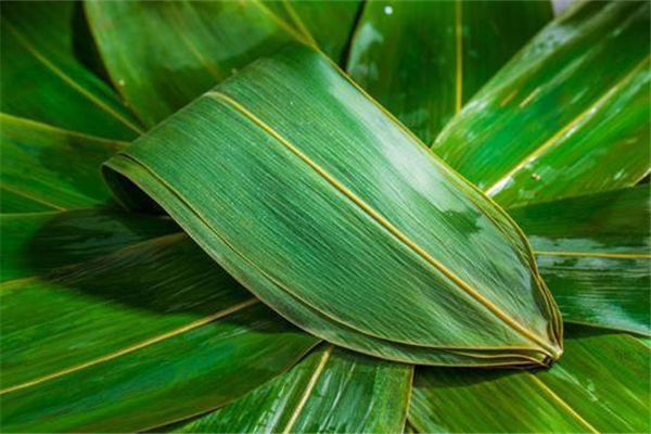 粽子葉有味道怎么辦 粽子葉有毒嗎 粽子葉有味道怎么辦 粽子葉有毒嗎