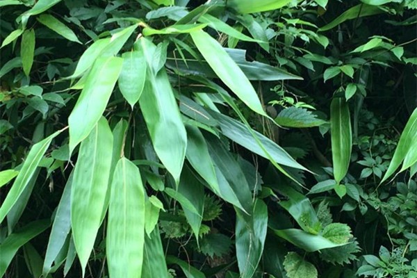 粽子葉有味道怎么辦 粽子葉有毒嗎 粽子葉有味道怎么辦 粽子葉有毒嗎