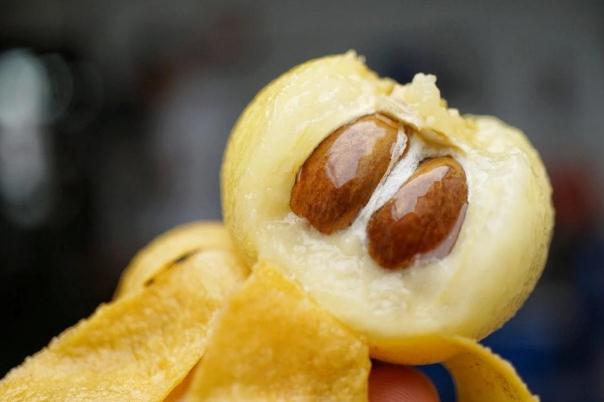 枇杷有幾個(gè)果核 枇杷果核可以吃嗎 枇杷有幾個(gè)果核 枇杷果核可以吃嗎