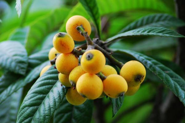 枇杷葉煮水的做法 枇杷葉煮水止咳用老葉還是嫩葉 枇杷葉煮水的做法 枇杷葉煮水止咳用老葉還是嫩葉