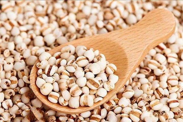 薏米祛濕茶什么時候喝好 薏米祛濕茶可以天天喝嗎 薏米祛濕茶什么時候喝好 薏米祛濕茶可以天天喝嗎