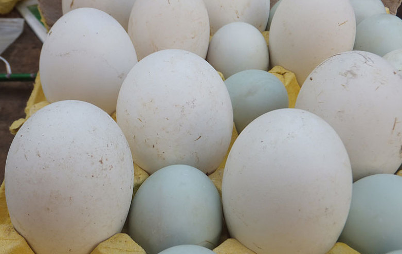 孕期吃鵝蛋對(duì)胎兒有什么好處 孕期吃鵝蛋能去黃疸嗎 孕期吃鵝蛋對(duì)胎兒有什么好處 孕期吃鵝蛋能去黃疸嗎