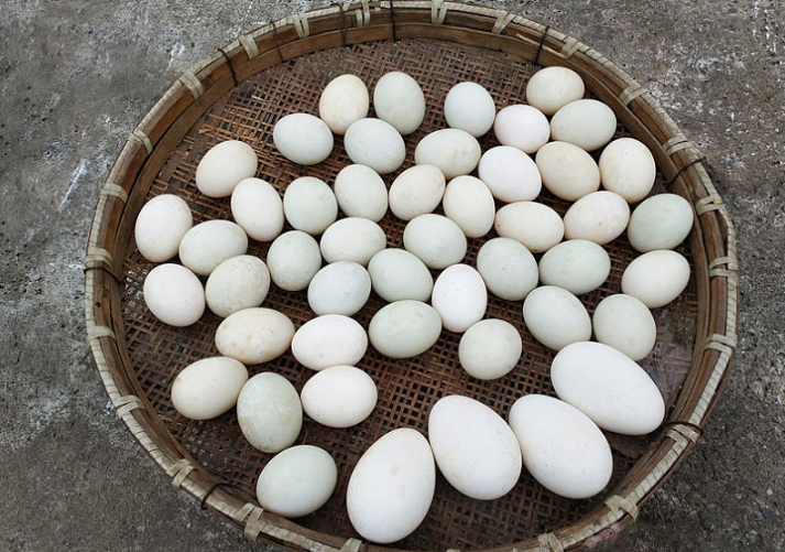 孕期吃鵝蛋對(duì)胎兒有什么好處 孕期吃鵝蛋能去黃疸嗎 孕期吃鵝蛋對(duì)胎兒有什么好處 孕期吃鵝蛋能去黃疸嗎