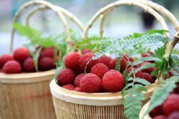 楊梅可以泡水喝嗎 楊梅泡水喝的功效 楊梅可以泡水喝嗎 楊梅泡水喝的功效