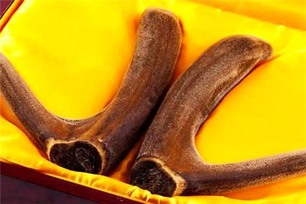 鹿茸有假的嗎 鹿茸怎么辨別真假 鹿茸有假的嗎 鹿茸怎么辨別真假