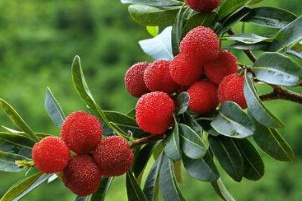 楊梅是幾月份的水果 楊梅是涼性還是熱性 楊梅是幾月份的水果 楊梅是涼性還是熱性