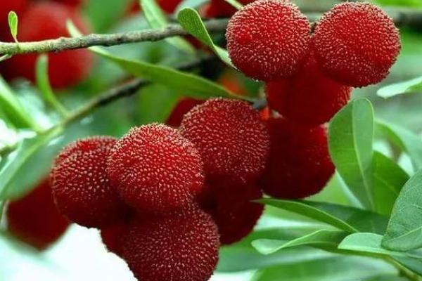 楊梅有蟲(chóng)子正常嗎 楊梅有蟲(chóng)子吃了沒(méi)事吧 楊梅有蟲(chóng)子正常嗎 楊梅有蟲(chóng)子吃了沒(méi)事吧