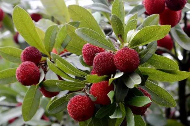 楊梅有蟲(chóng)子正常嗎 楊梅有蟲(chóng)子吃了沒(méi)事吧 楊梅有蟲(chóng)子正常嗎 楊梅有蟲(chóng)子吃了沒(méi)事吧