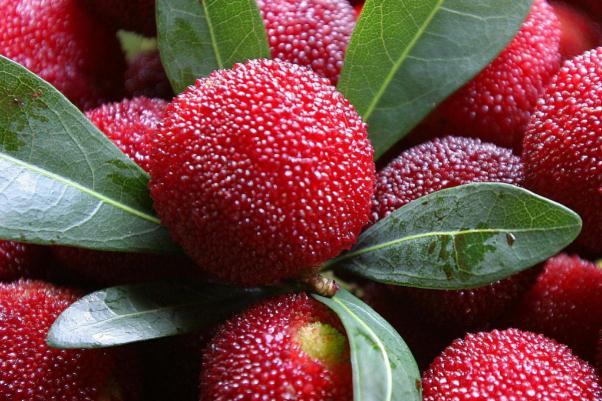 楊梅如何清洗 楊梅怎么洗蟲子能出來(lái) 楊梅如何清洗 楊梅怎么洗蟲子能出來(lái)