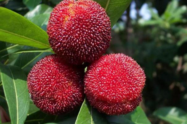 楊梅可以泡水喝嗎 楊梅泡水喝的功效 楊梅可以泡水喝嗎 楊梅泡水喝的功效