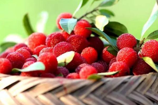 楊梅可以保存多久 楊梅可以放冰箱保鮮嗎 楊梅可以保存多久 楊梅可以放冰箱保鮮嗎